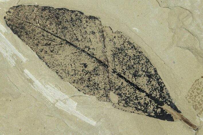 Fossil Leaf (Cedrelospermum & Leguminosites) Plate - Utah #323321